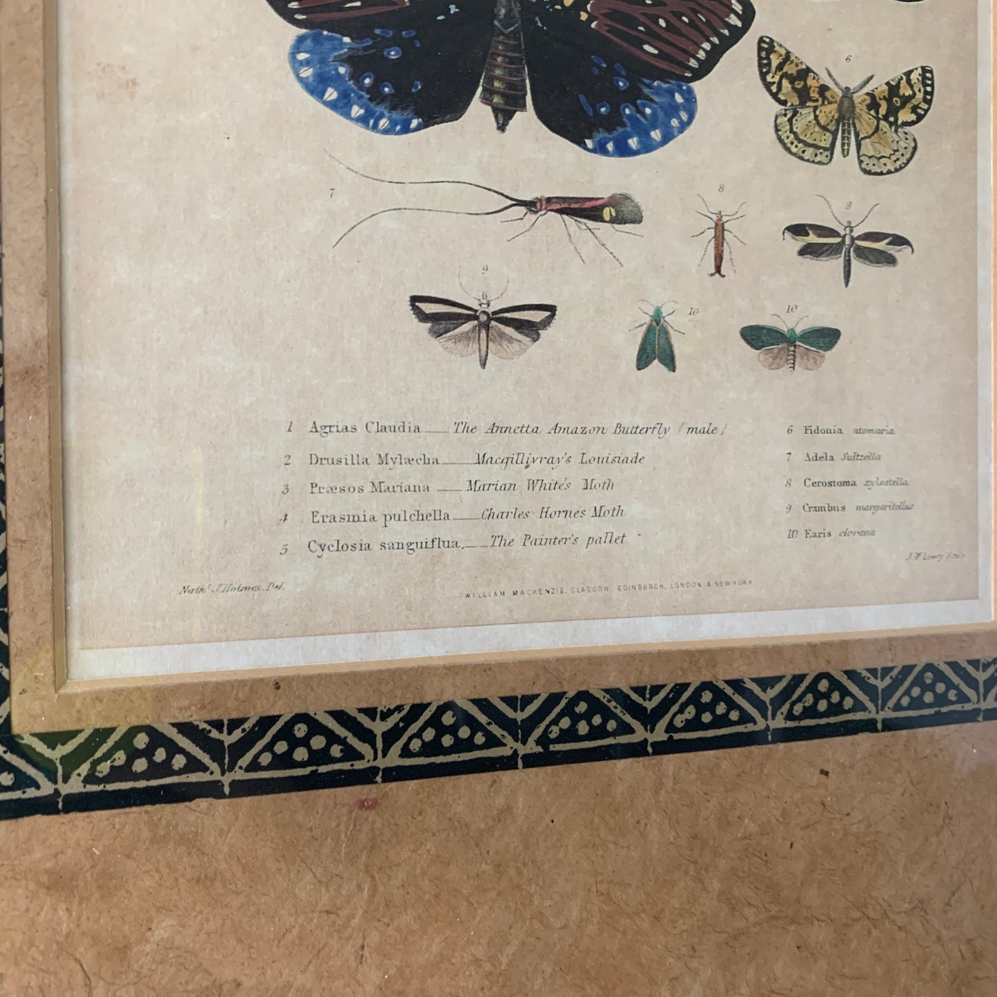 Vintage Botanical Butterfly Framed Art